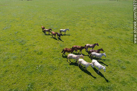 Vista aérea de una tropilla de caballos en el campo -  - URUGUAY. Foto No. 76377