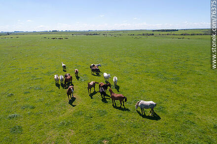 Vista aérea de una tropilla de caballos en el campo - Fauna - IMÁGENES VARIAS. Foto No. 76375