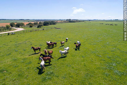 Vista aérea de una tropilla de caballos en el campo -  - URUGUAY. Foto No. 76374