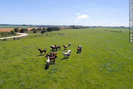 Vista aérea de una tropilla de caballos en el campo - Fauna - IMÁGENES VARIAS. Foto No. 76373