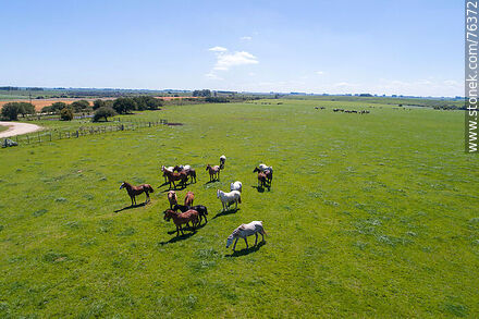 Vista aérea de una tropilla de caballos en el campo -  - URUGUAY. Foto No. 76372