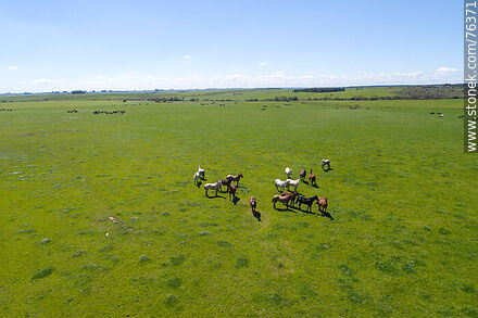 Vista aérea de una tropilla de caballos en el campo -  - URUGUAY. Foto No. 76371