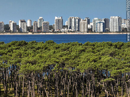 Aerial view of a close-up of the island trees and buildings of Punta del Este. - Punta del Este and its near resorts - URUGUAY. Photo #77032