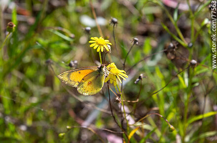 Yellow butterfly in the field -  - URUGUAY. Photo #77563