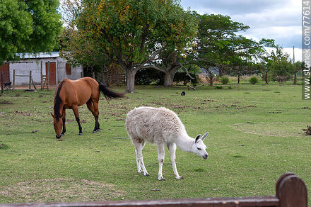 A llama and a horse - Department of Canelones - URUGUAY. Photo #77614