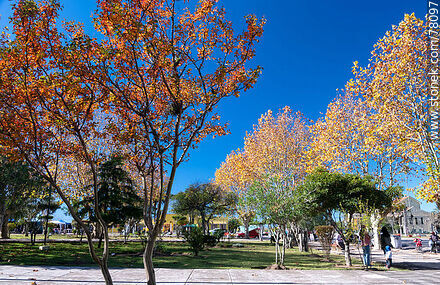 Árboles de otoño en la plaza - Departamento de Lavalleja - URUGUAY. Foto No. 78097