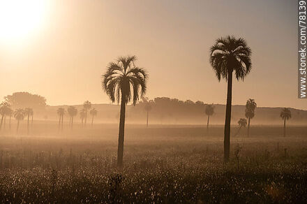 Palm trees and mist at sunset - Department of Rocha - URUGUAY. Photo #78139