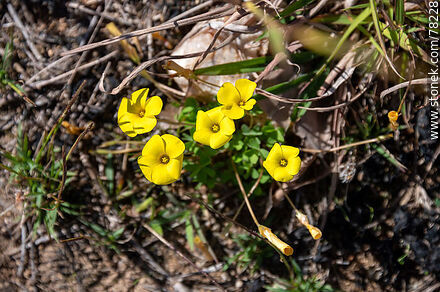 Flor amarilla de vinagrillo - Flora - IMÁGENES VARIAS. Foto No. 78228