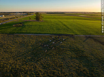 Vista aérea de ganado vacuno y campos cultivados -  - URUGUAY. Foto No. 78368