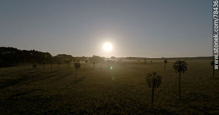 Aerial view of palm groves with the sun in front of you - Department of Rocha - URUGUAY. Photo #78436