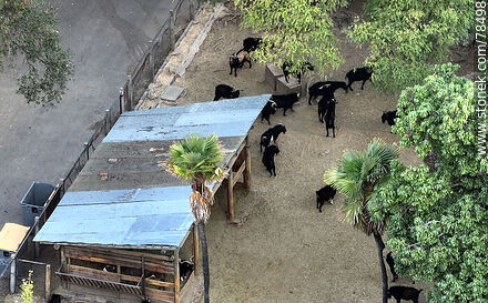 Aerial view of black goats - Department of Montevideo - URUGUAY. Photo #78498