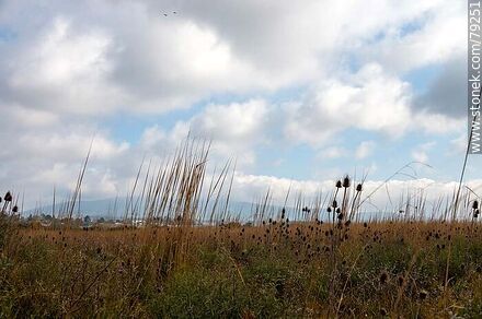Cardos secos en el campo contra el cielo nublado -  - URUGUAY. Foto No. 79251