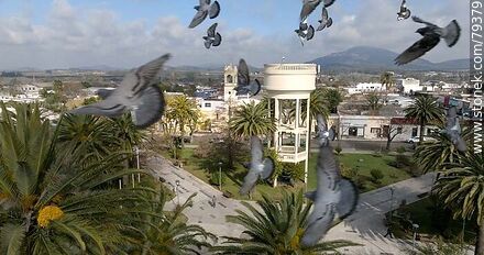 Vista aérea de palomas volando frente al drone sobre la plaza 19 de Abril - Department of Maldonado - URUGUAY. Photo #79379