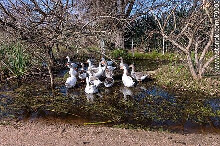 Geese in a puddle on the side of a road - Fauna - MORE IMAGES. Photo #79395
