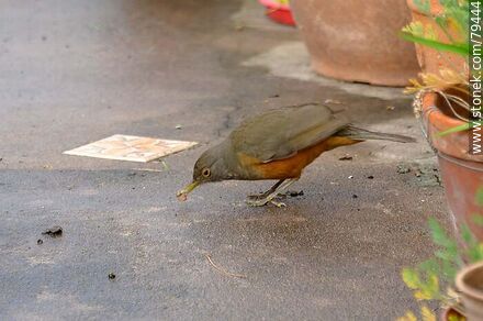 Zorzal comiendo - Fauna - IMÁGENES VARIAS. Foto No. 79444