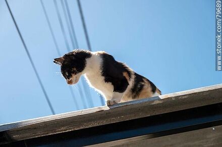 Kitten on a roof - Department of Treinta y Tres - URUGUAY. Photo #79689