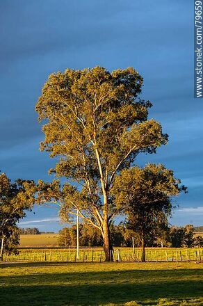 Eucalyptus in the evening sun against the cloudy sky - Department of Treinta y Tres - URUGUAY. Photo #79659