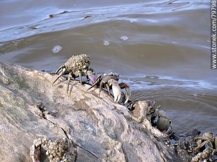 Crabs on a log in the creek - Fauna - MORE IMAGES. Photo #79798