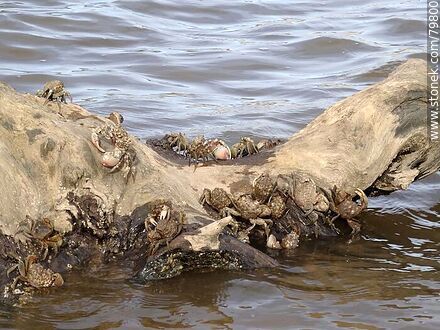 Crabs on a log in the creek - Department of Canelones - URUGUAY. Photo #79800