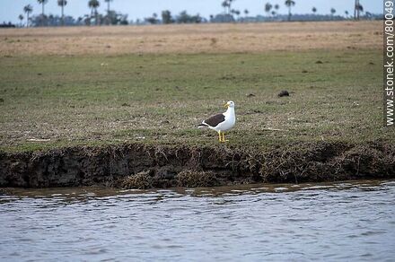 Cooking gull on the shores of Valizas creek - Department of Rocha - URUGUAY. Photo #80049