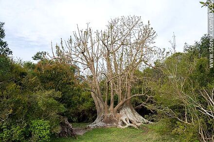 Particular forms of ombú in the ombú grove - Department of Rocha - URUGUAY. Photo #80030