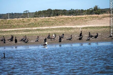 Grupo de cormoranes y gaviotas a orillas del arroyo Valizas - Departamento de Rocha - URUGUAY. Foto No. 80042