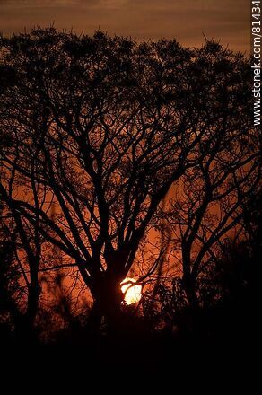 Sun peeking out from behind a tree at autumn dawn - Department of Montevideo - URUGUAY. Photo #81434