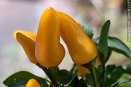 Pimiento, ají o chile ornamental amarillo - Flora - IMÁGENES VARIAS. Foto No. 81537