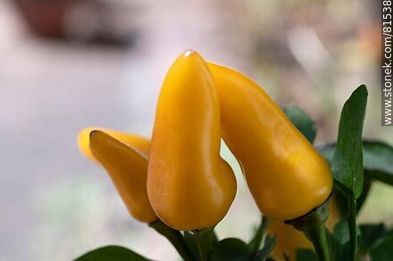 Pimiento, ají o chile ornamental amarillo - Flora - IMÁGENES VARIAS. Foto No. 81538