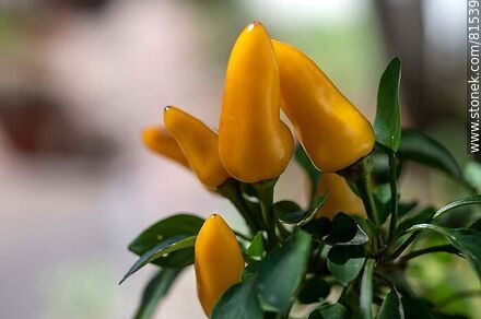 Pimiento, ají o chile ornamental amarillo - Flora - IMÁGENES VARIAS. Foto No. 81539
