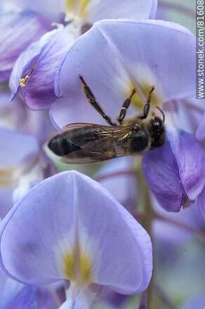Flor de glicina japonesa con una abeja - Flora - IMÁGENES VARIAS. Foto No. 81608