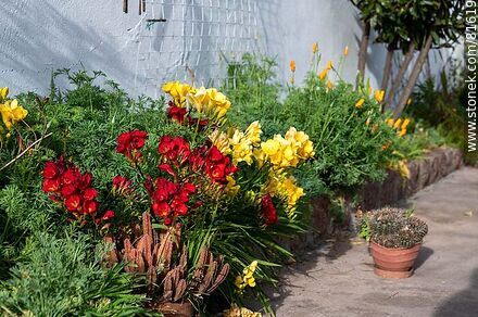 Flower bed with freesias - Flora - MORE IMAGES. Photo #81619