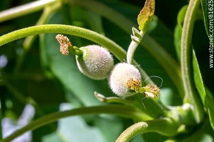 Retoño de nueces europeas - Flora - IMÁGENES VARIAS. Foto No. 81625