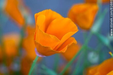 Golden thimble or California poppy - Flora - MORE IMAGES. Photo #81680