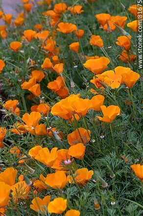 Flower bed with gold thimble or California poppy flowers - Flora - MORE IMAGES. Photo #81675