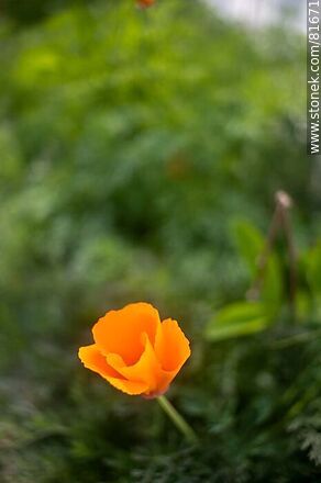 Golden thimble or California poppy - Flora - MORE IMAGES. Photo #81671