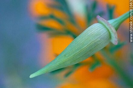 Capullo de dedal de oro o amapola de California - Flora - IMÁGENES VARIAS. Foto No. 81663