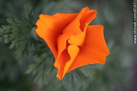 Golden thimble or California poppy - Flora - MORE IMAGES. Photo #81651