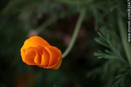 Golden thimble or California poppy - Flora - MORE IMAGES. Photo #81647