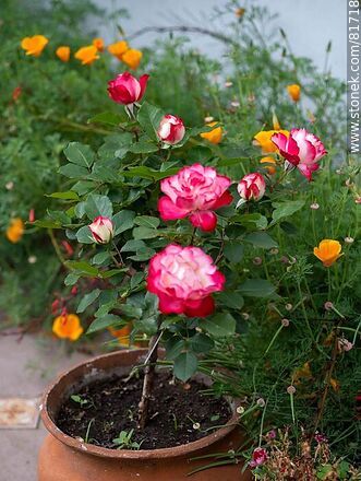 Rosa china matizada color cereza y blanco - Flora - IMÁGENES VARIAS. Foto No. 81718