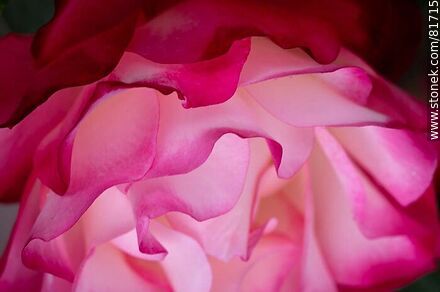 Rosa china matizada color cereza y blanco - Flora - IMÁGENES VARIAS. Foto No. 81715