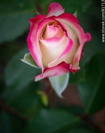 Rosa china matizada color cereza y blanco - Flora - IMÁGENES VARIAS. Foto No. 81713