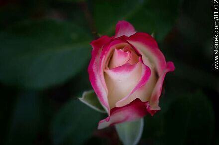 Rosa china matizada color cereza y blanco - Flora - IMÁGENES VARIAS. Foto No. 81712