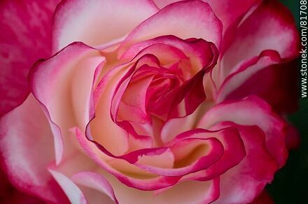 Rosa china matizada color cereza y blanco - Flora - IMÁGENES VARIAS. Foto No. 81708