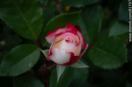 Rosa china matizada color cereza y blanco - Flora - IMÁGENES VARIAS. Foto No. 81707