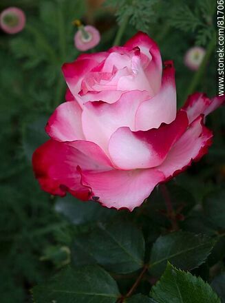 Rosa china matizada color cereza y blanco - Flora - IMÁGENES VARIAS. Foto No. 81706