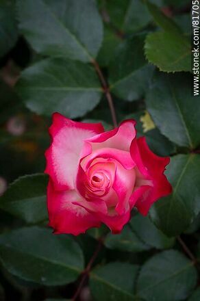 Rosa china matizada color cereza y blanco - Flora - IMÁGENES VARIAS. Foto No. 81705