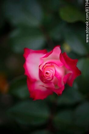 Rosa china matizada color cereza y blanco - Flora - IMÁGENES VARIAS. Foto No. 81704