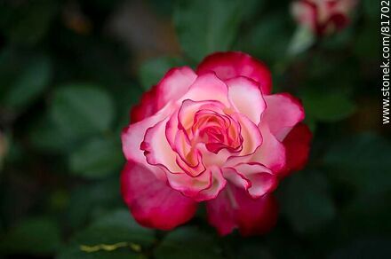 Rosa china matizada color cereza y blanco - Flora - MORE IMAGES. Photo #81702
