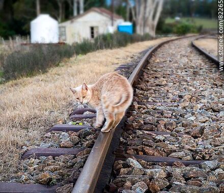 Gato caminando sobre una vía de ferrocarril - Departamento de Lavalleja - URUGUAY. Foto No. 82265